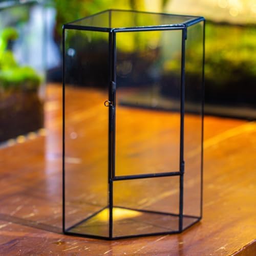 NCYP Glass Terrarium with Front Opening Door for Small Plants, Moss Wall