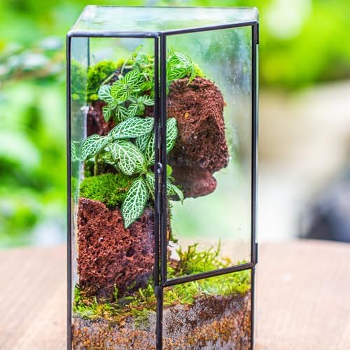 NCYP Glass Terrarium with Front Opening Door for Small Plants, Moss Wall
