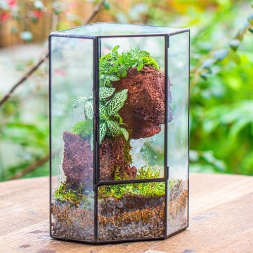 NCYP Glass Terrarium with Front Opening Door for Small Plants, Moss Wall