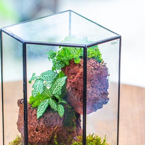 NCYP Glass Terrarium with Front Opening Door for Small Plants, Moss Wall