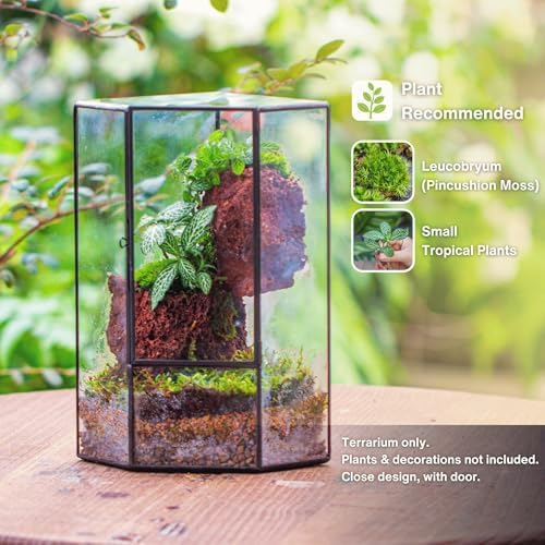 NCYP Glass Terrarium with Front Opening Door for Small Plants, Moss Wall