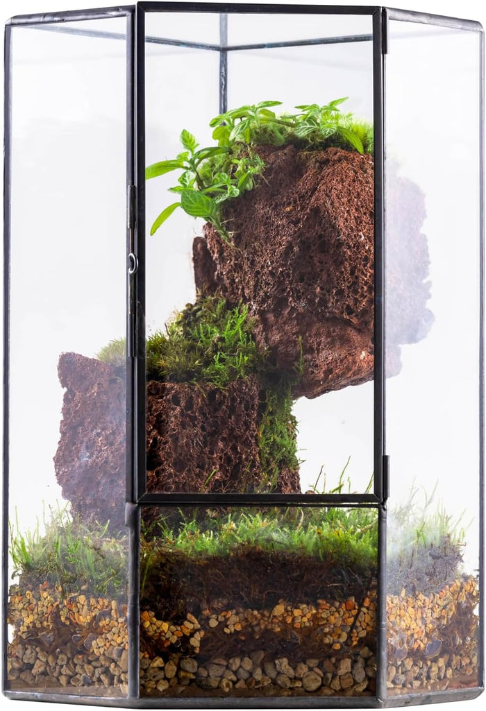 NCYP Glass Terrarium with Front Opening Door for Small Plants, Moss Wall