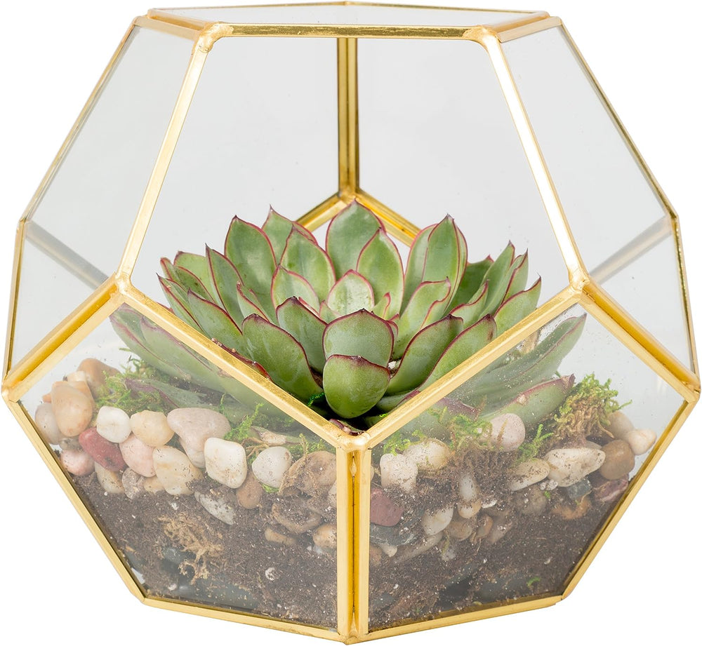 D'Eco Glass Gold Sphere Plant Terrarium and Centerpiece (Dims:8.2x8.2x8.2)