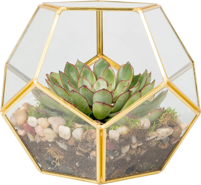 D'Eco Glass Gold Sphere Plant Terrarium and Centerpiece (Dims:8.2x8.2x8.2)